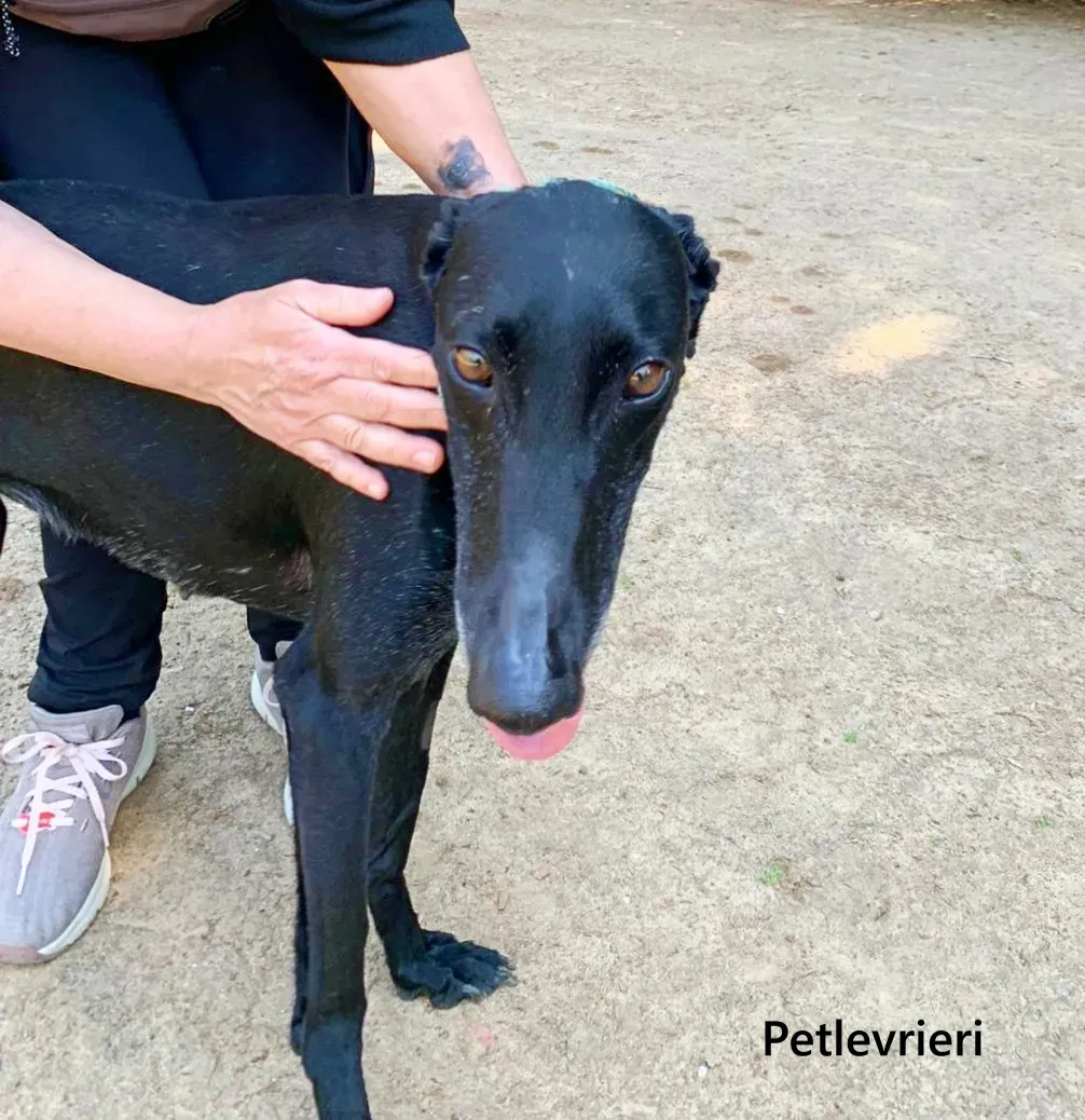 Flor galgo adozione pet levrieri onlus 9