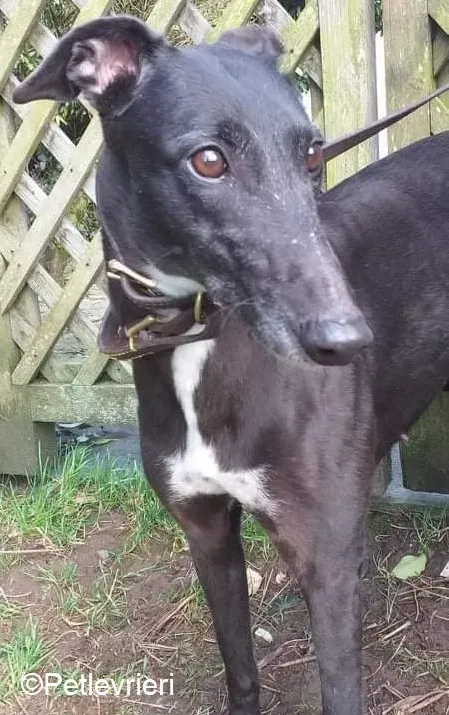 Floran adozione levrieri greyhound 1