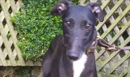 Floran adozione levrieri greyhound 2 e1614326302172