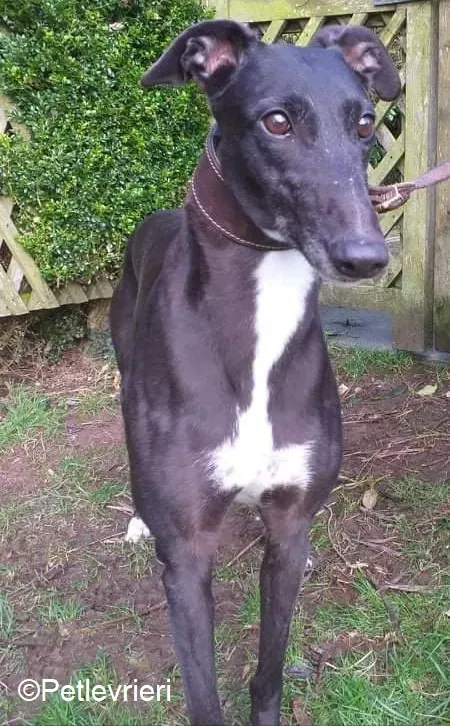 Floran adozione levrieri greyhound 3