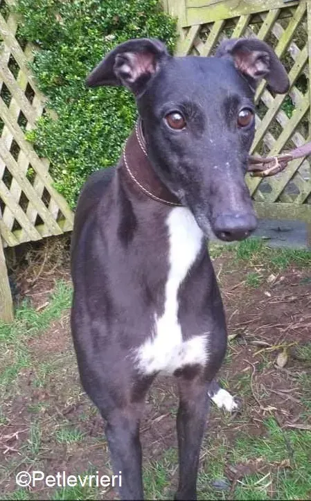Floran adozione levrieri greyhound 4