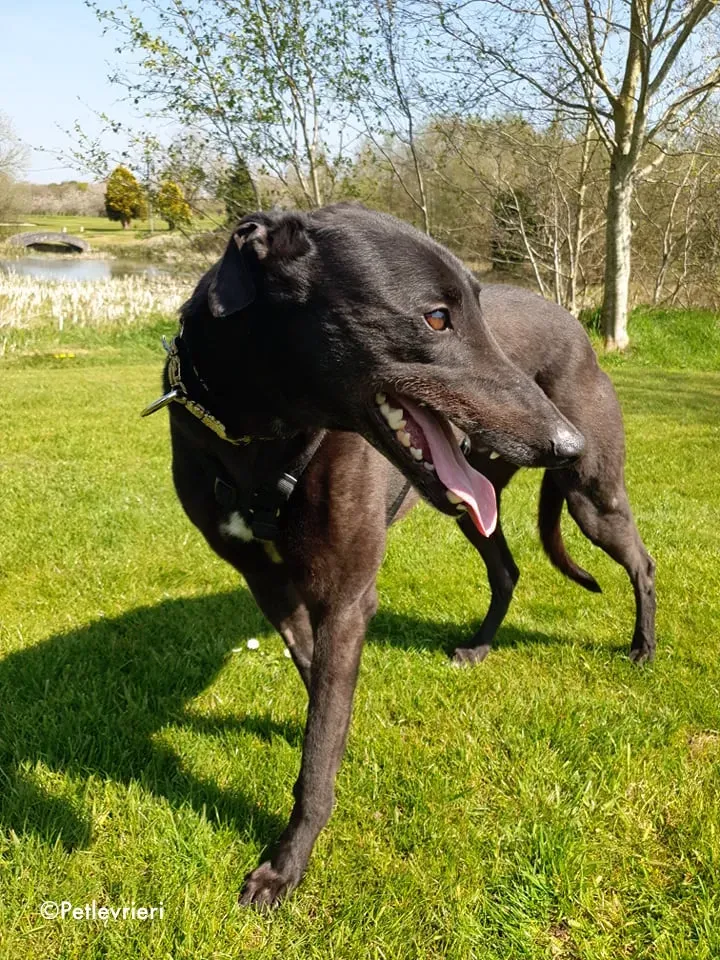 Florian adozione levrieri greyhound 1