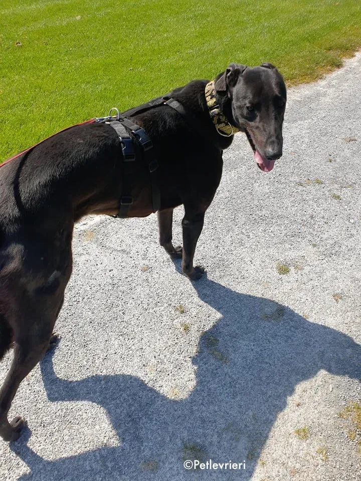 Florian adozione levrieri greyhound 2