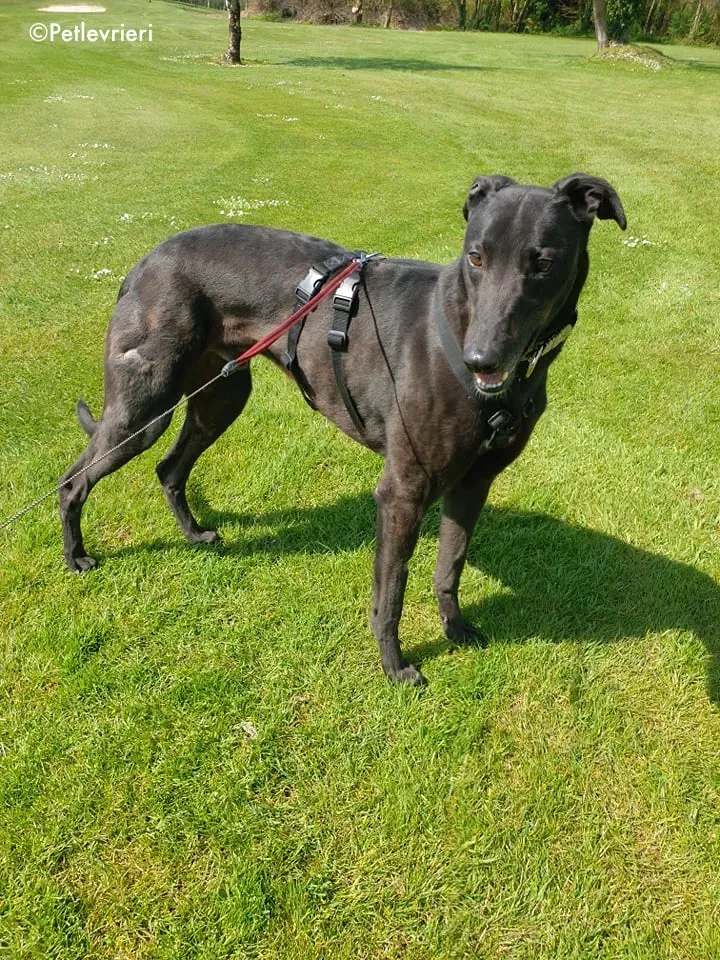 Florian adozione levrieri greyhound 3