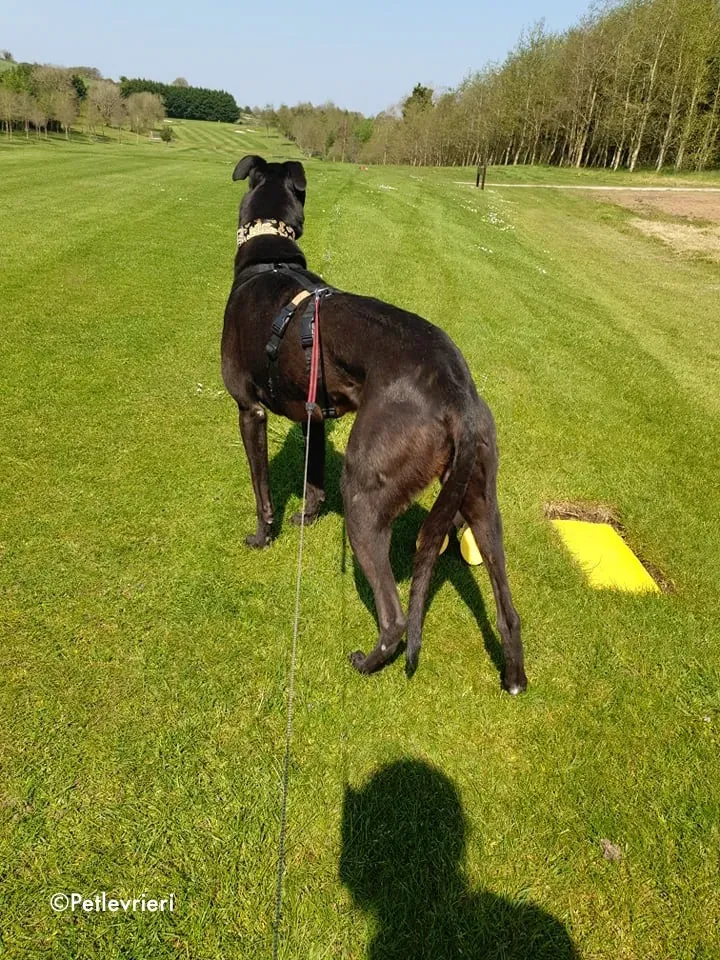 Florian adozione levrieri greyhound 6