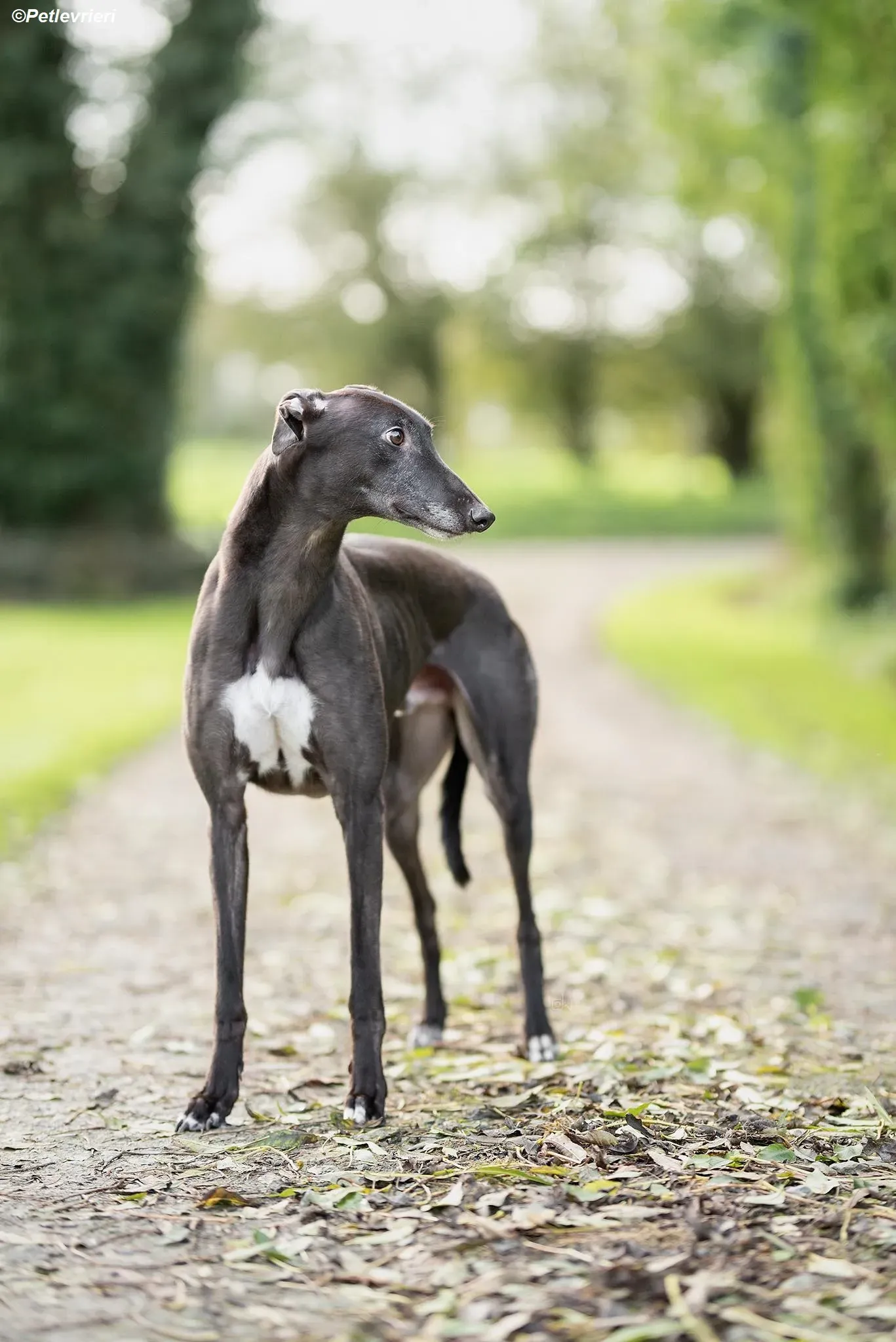 Floyd adozione levrieri greyhound 1 2