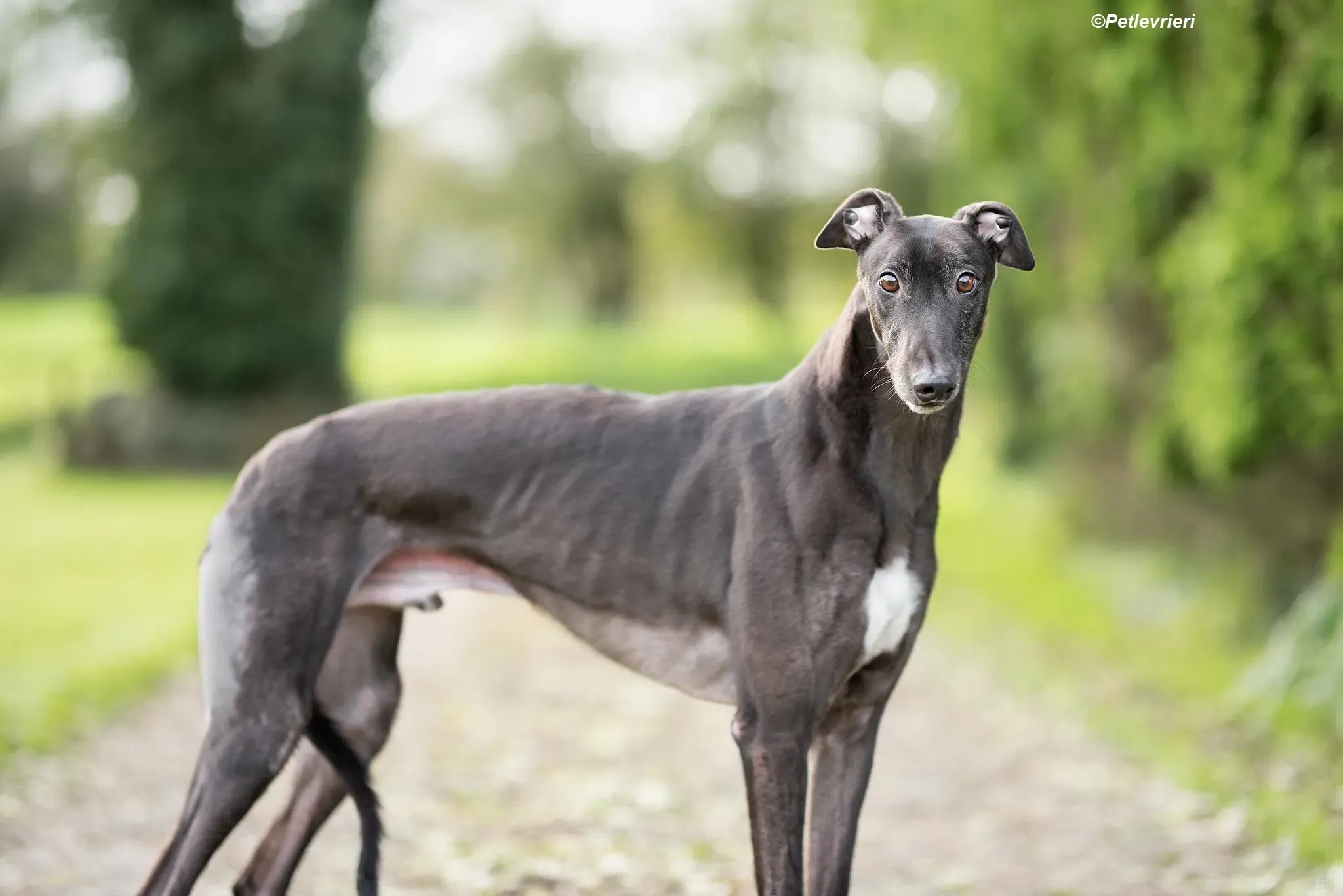 Floyd adozione levrieri greyhound 2 1