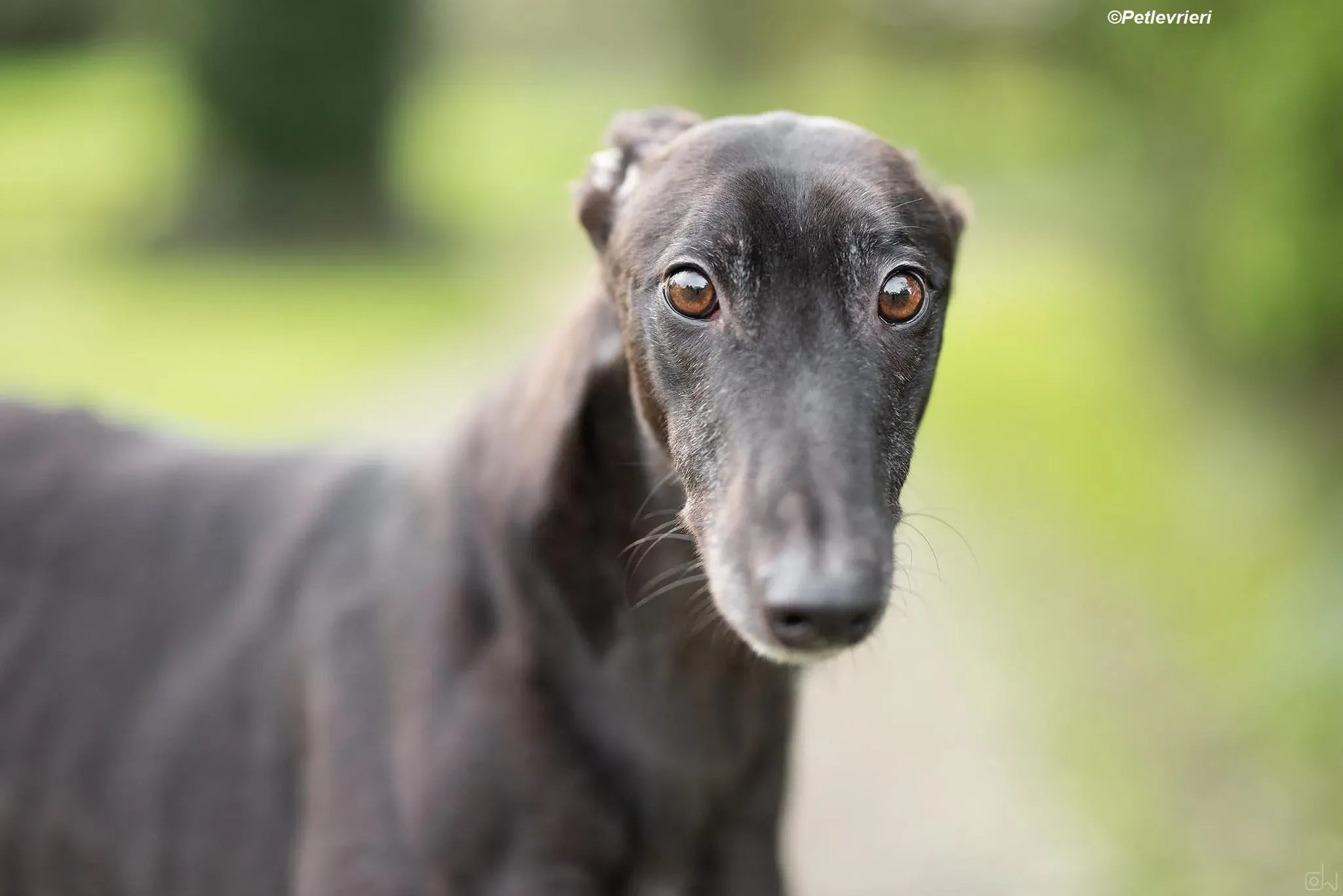 Floyd adozione levrieri greyhound 3 1