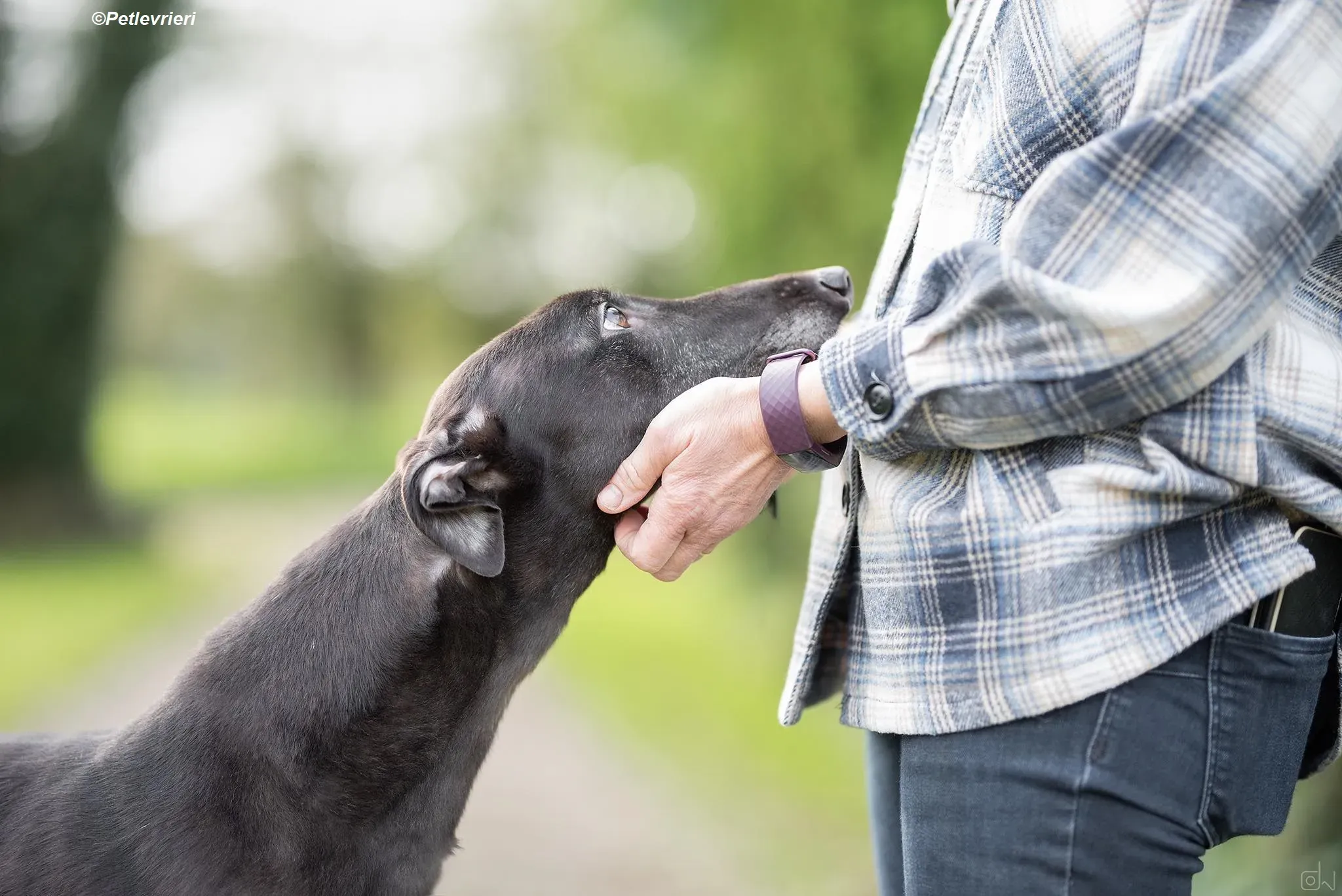 Floyd adozione levrieri greyhound 4 1