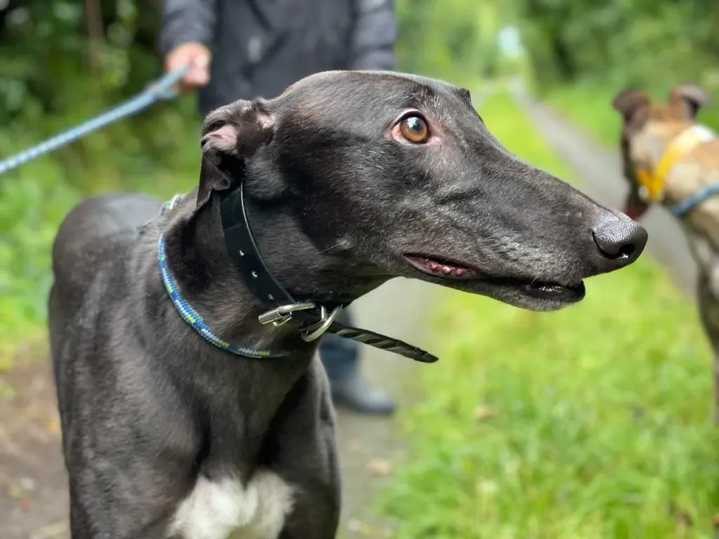 Floyd greyhound adozione levriero 1
