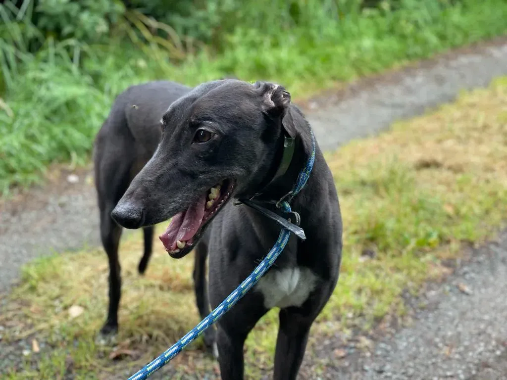 Floyd greyhound adozione levriero 2