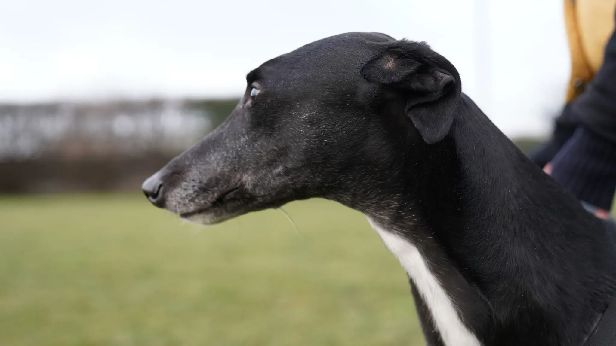 Fluke Flute grey adozione levrieri black foster 1 1