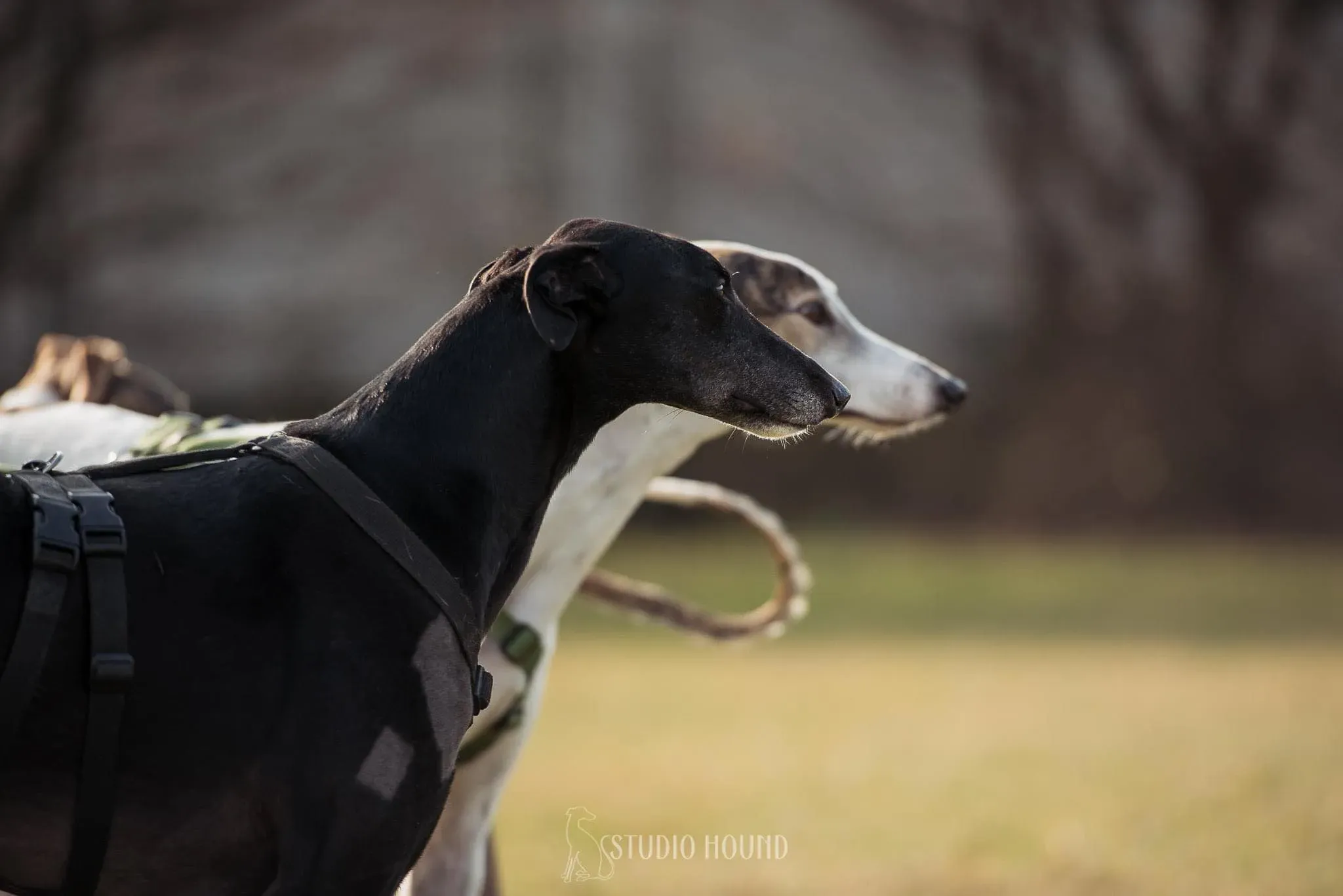 Fluke Flute grey adozione levrieri black foster 1 10