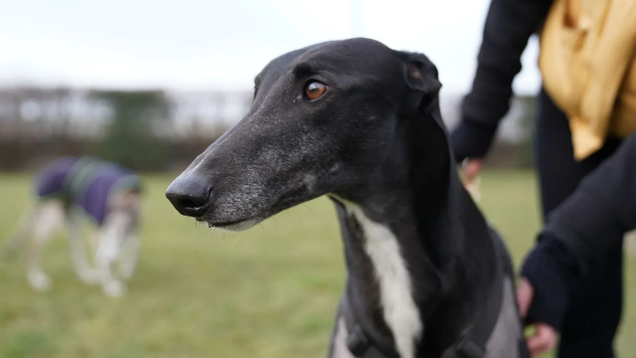 Fluke Flute grey adozione levrieri black foster 1 2