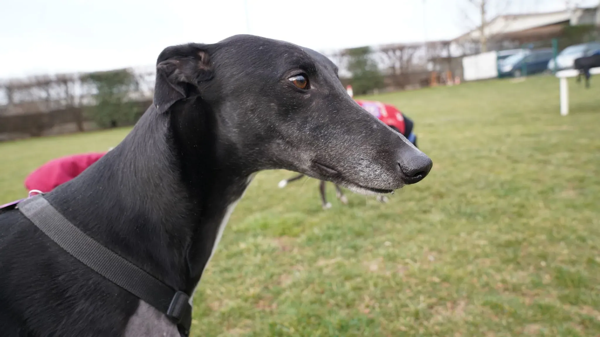 Fluke Flute grey adozione levrieri black foster 1 3