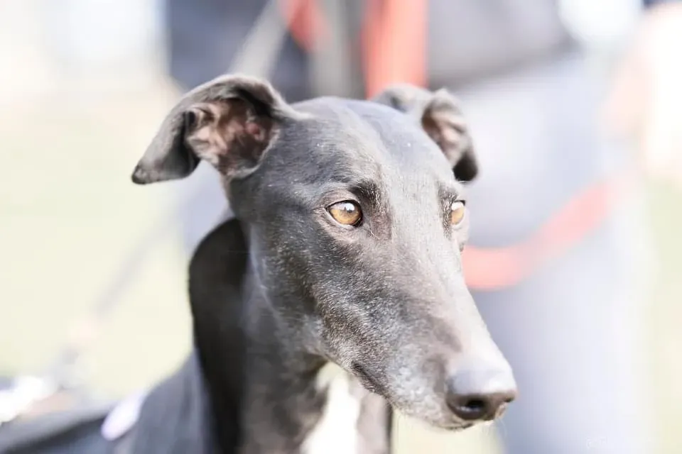 Fluke Flute grey adozione levrieri black foster 1 4