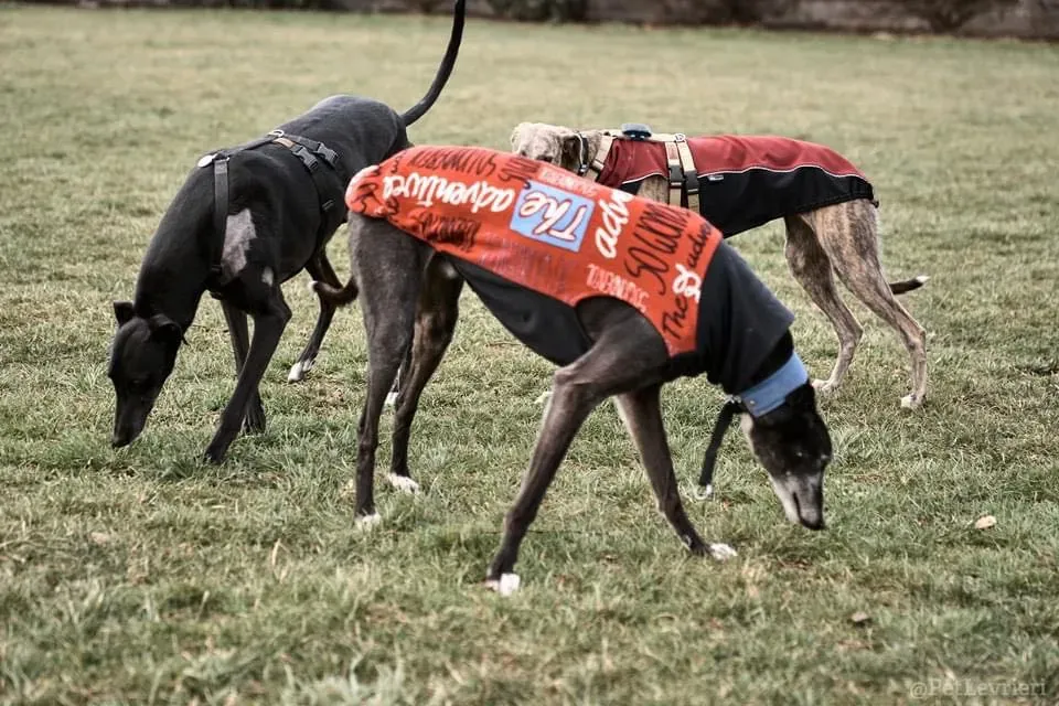 Fluke Flute grey adozione levrieri black foster 1 5