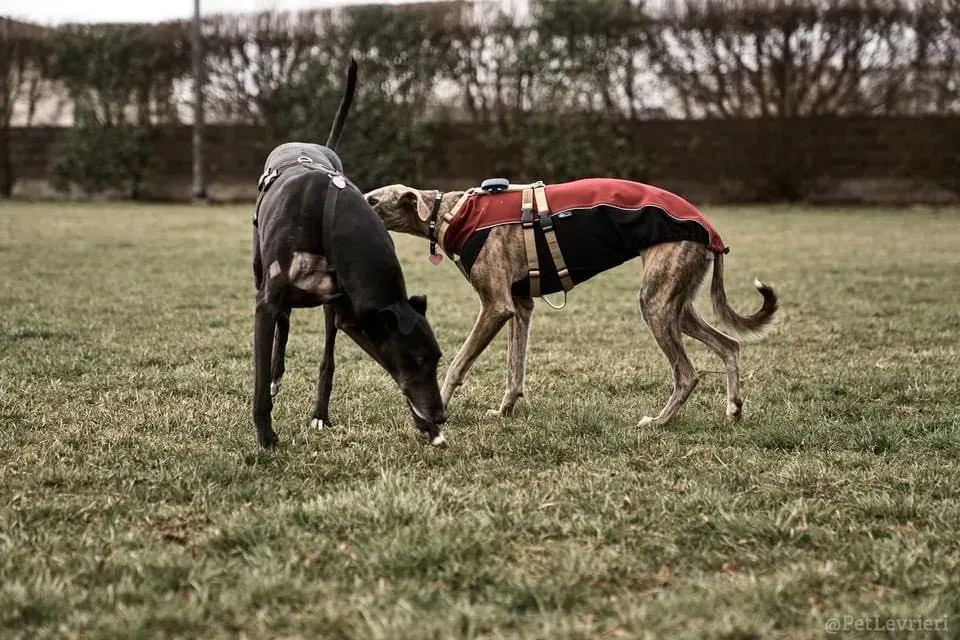 Fluke Flute grey adozione levrieri black foster 1 6