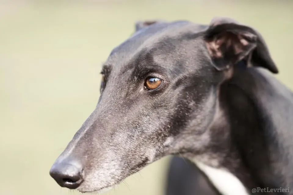 Fluke Flute grey adozione levrieri black foster 1 7