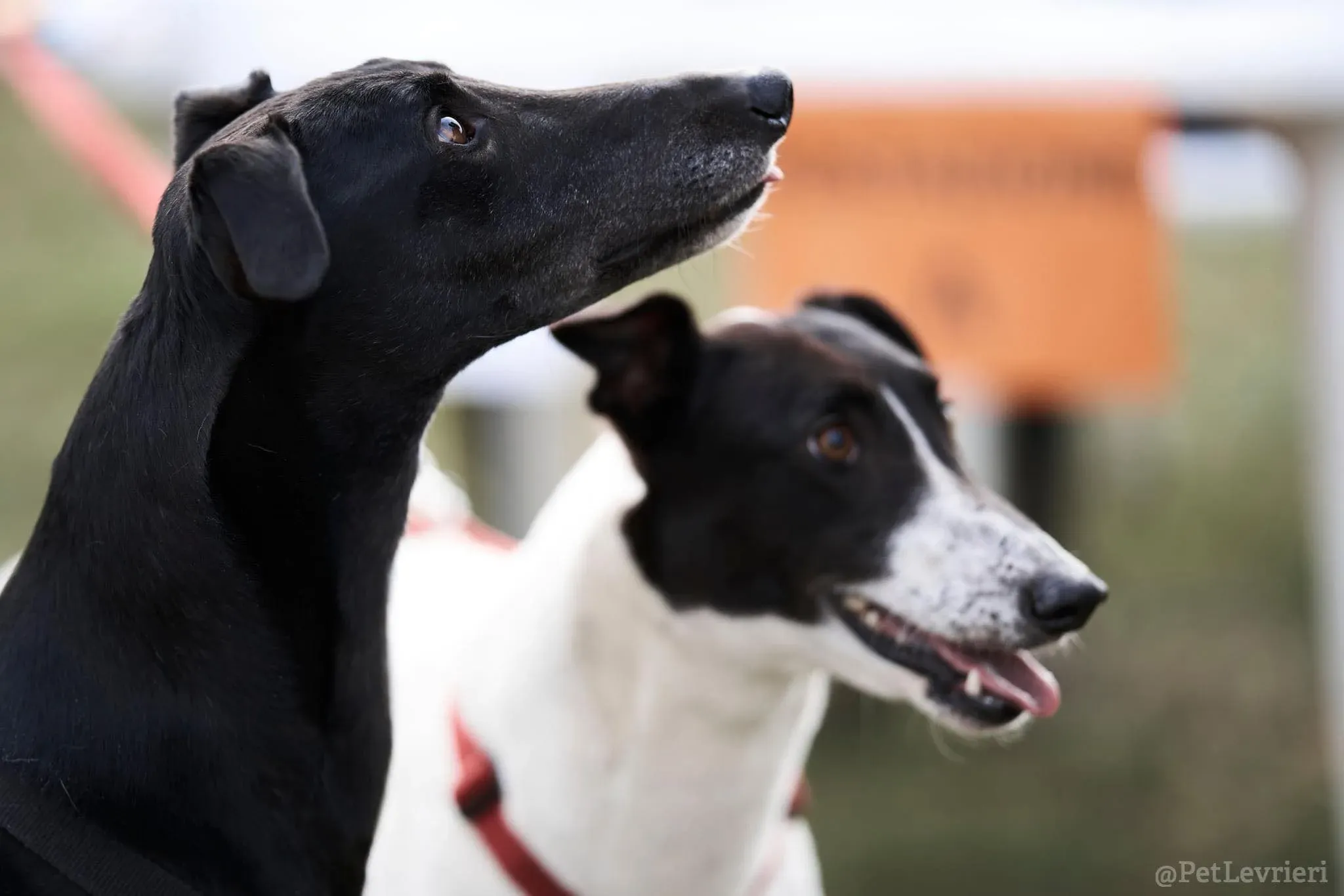 Fluke Flute grey adozione levrieri black foster 1 8