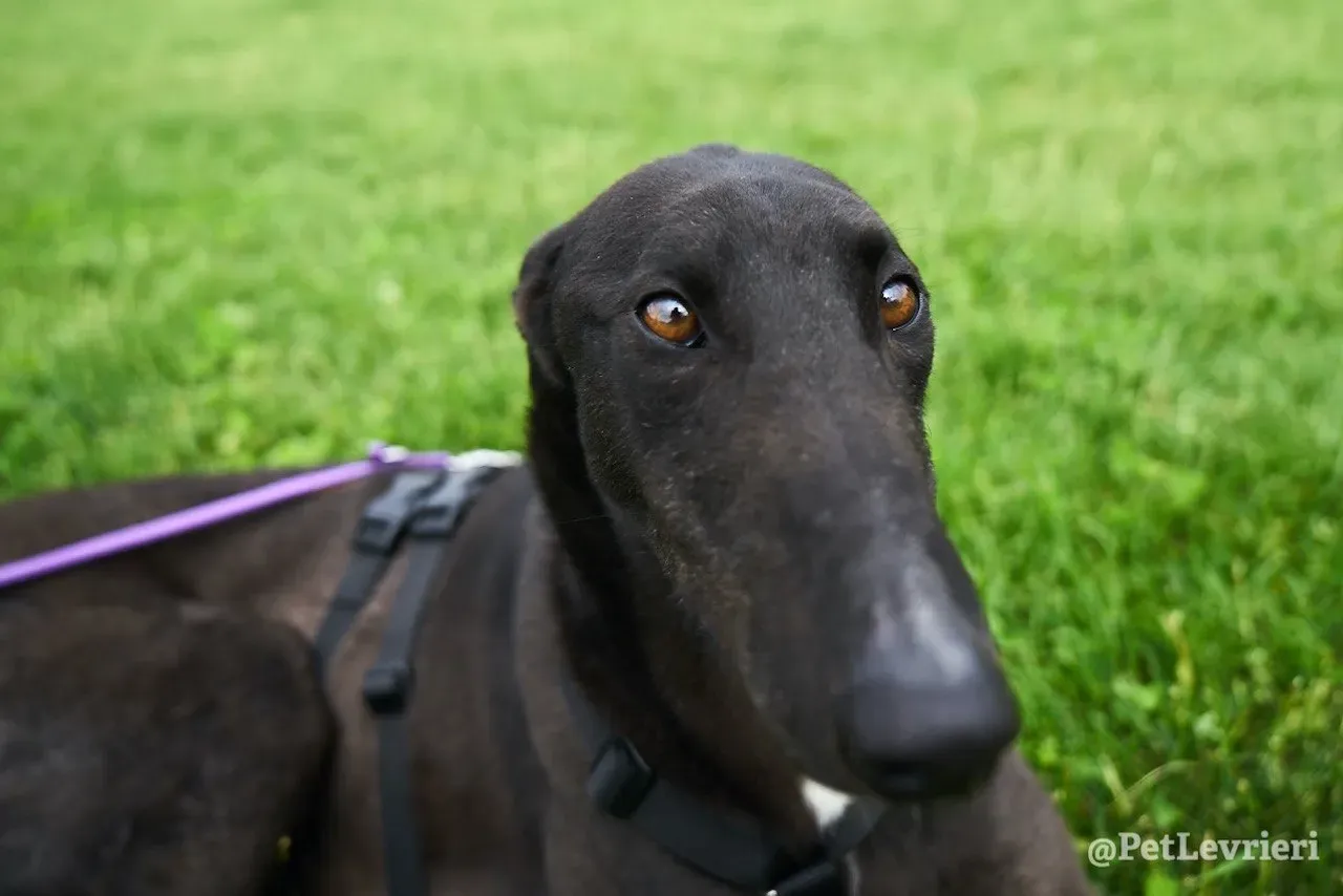 Fluke greyhound blackdog adozionelevrieri pet 