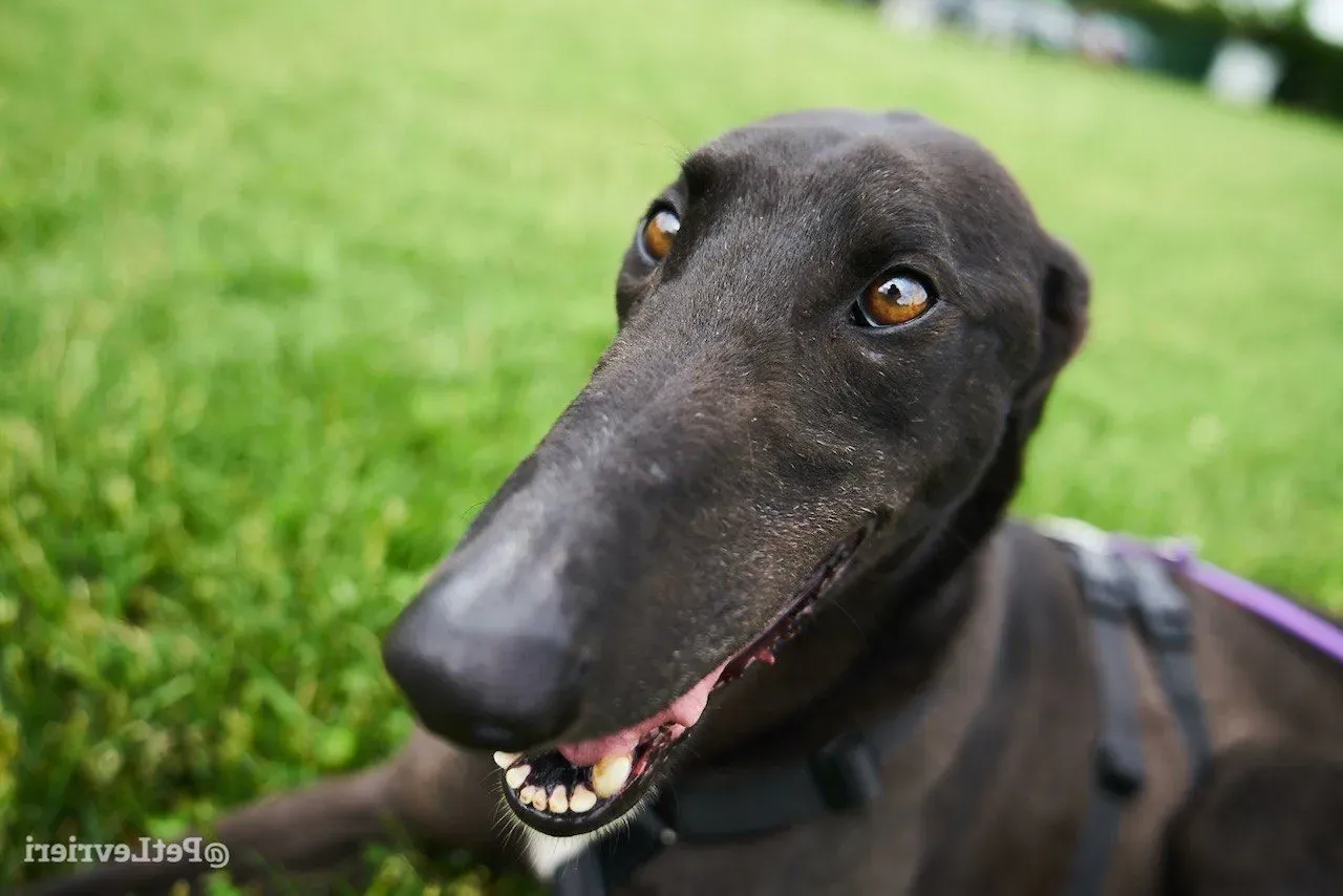 Fluke greyhound blackdog adozionelevrieri pet 1  e1643743271295