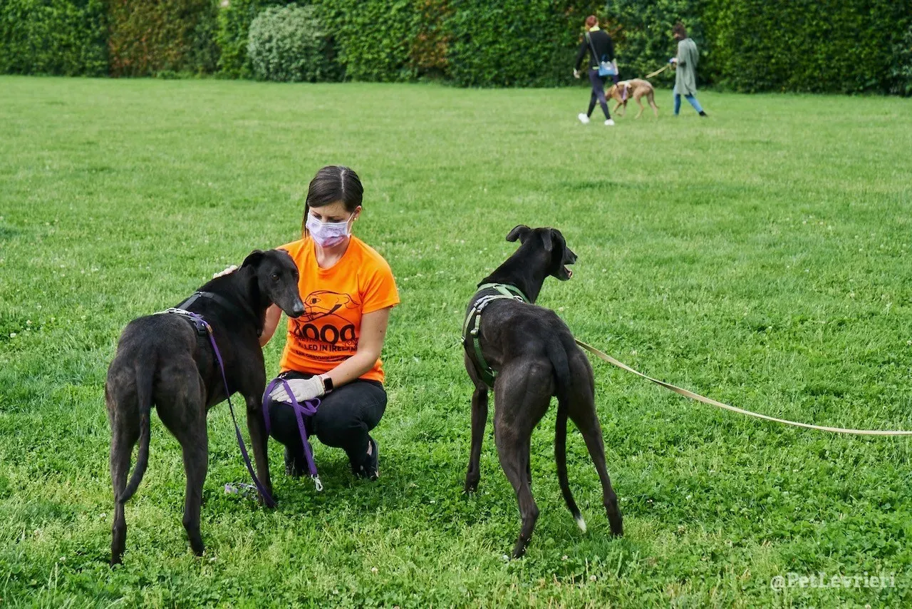 Fluke greyhound blackdog adozionelevrieri pet 2