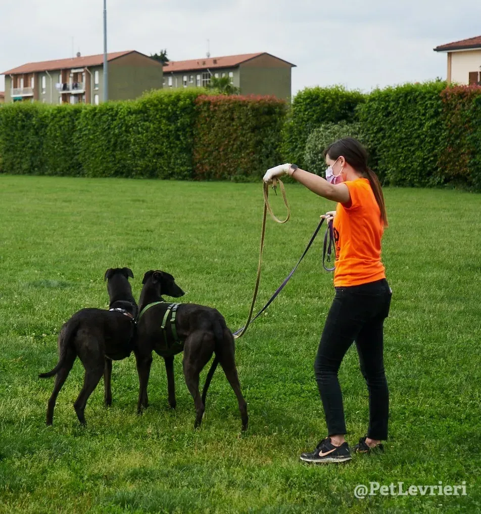 Fluke greyhound blackdog adozionelevrieri pet 3