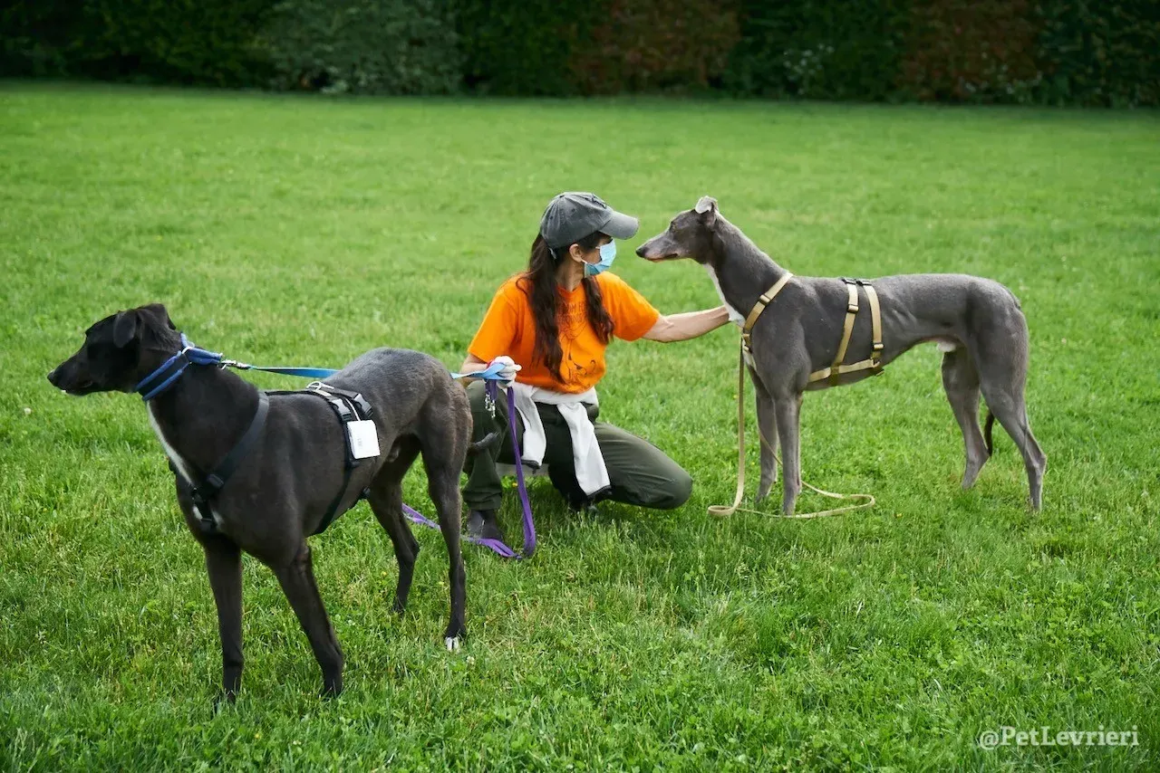 Fluke greyhound blackdog adozionelevrieri pet 4