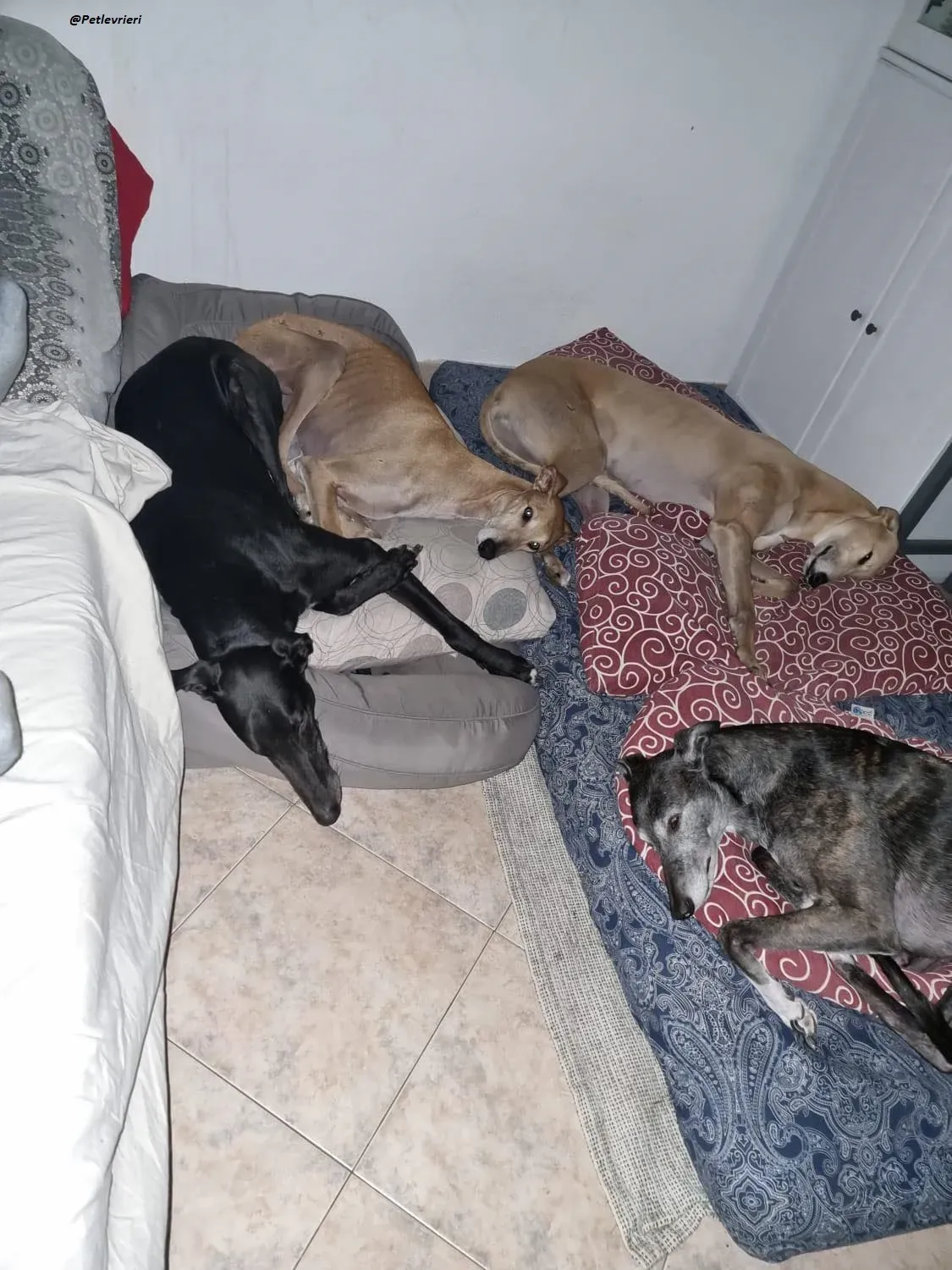 Fluke greyhound blackdog adozionelevrieri pet Foster 1