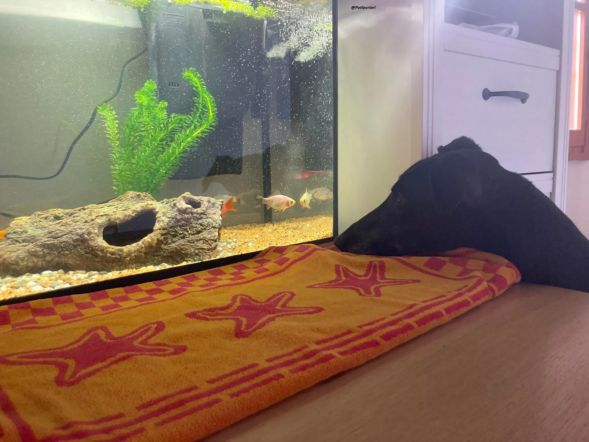 Fluke greyhound blackdog adozionelevrieri pet Foster 11