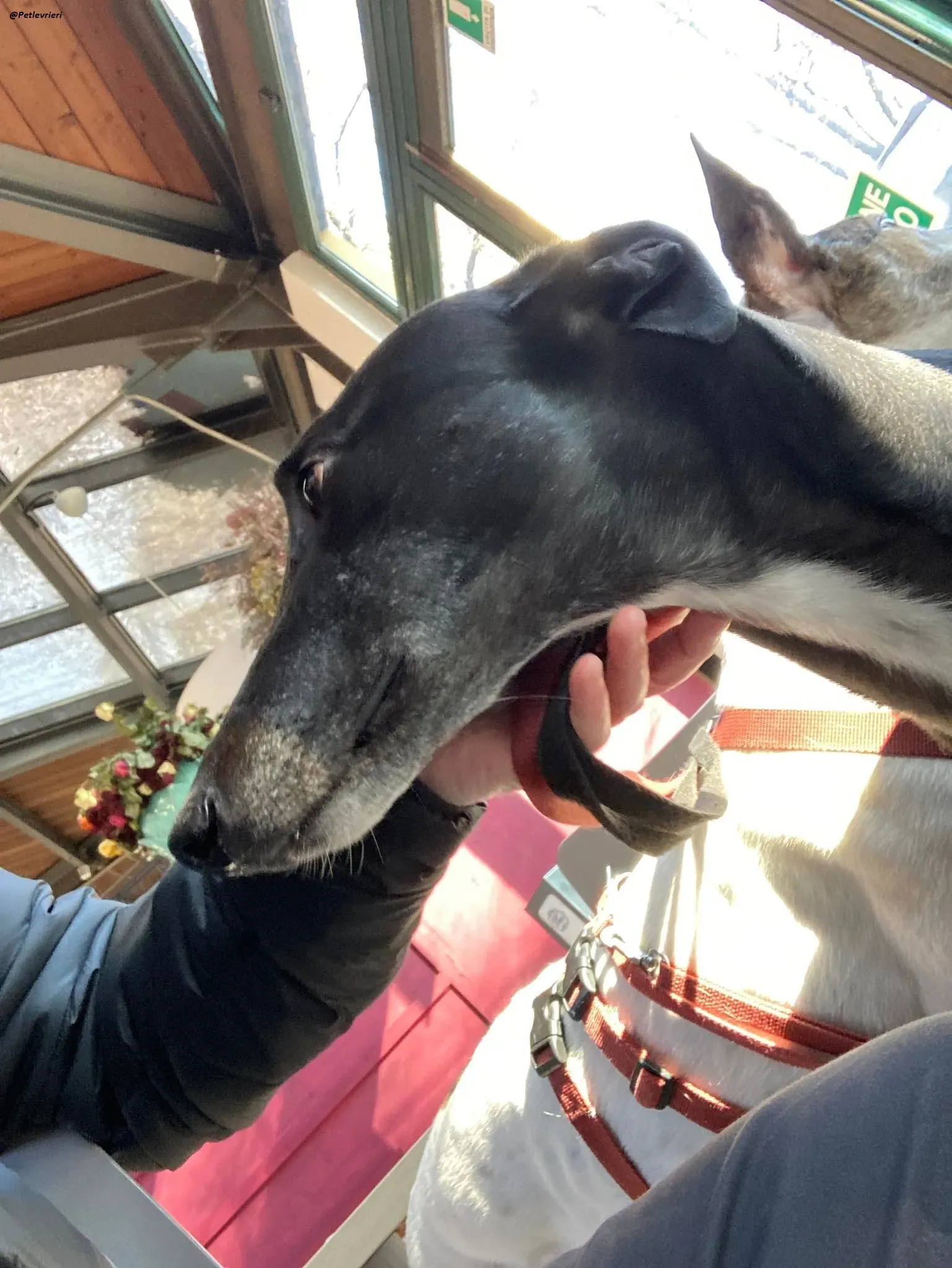 Fluke greyhound blackdog adozionelevrieri pet Foster 13