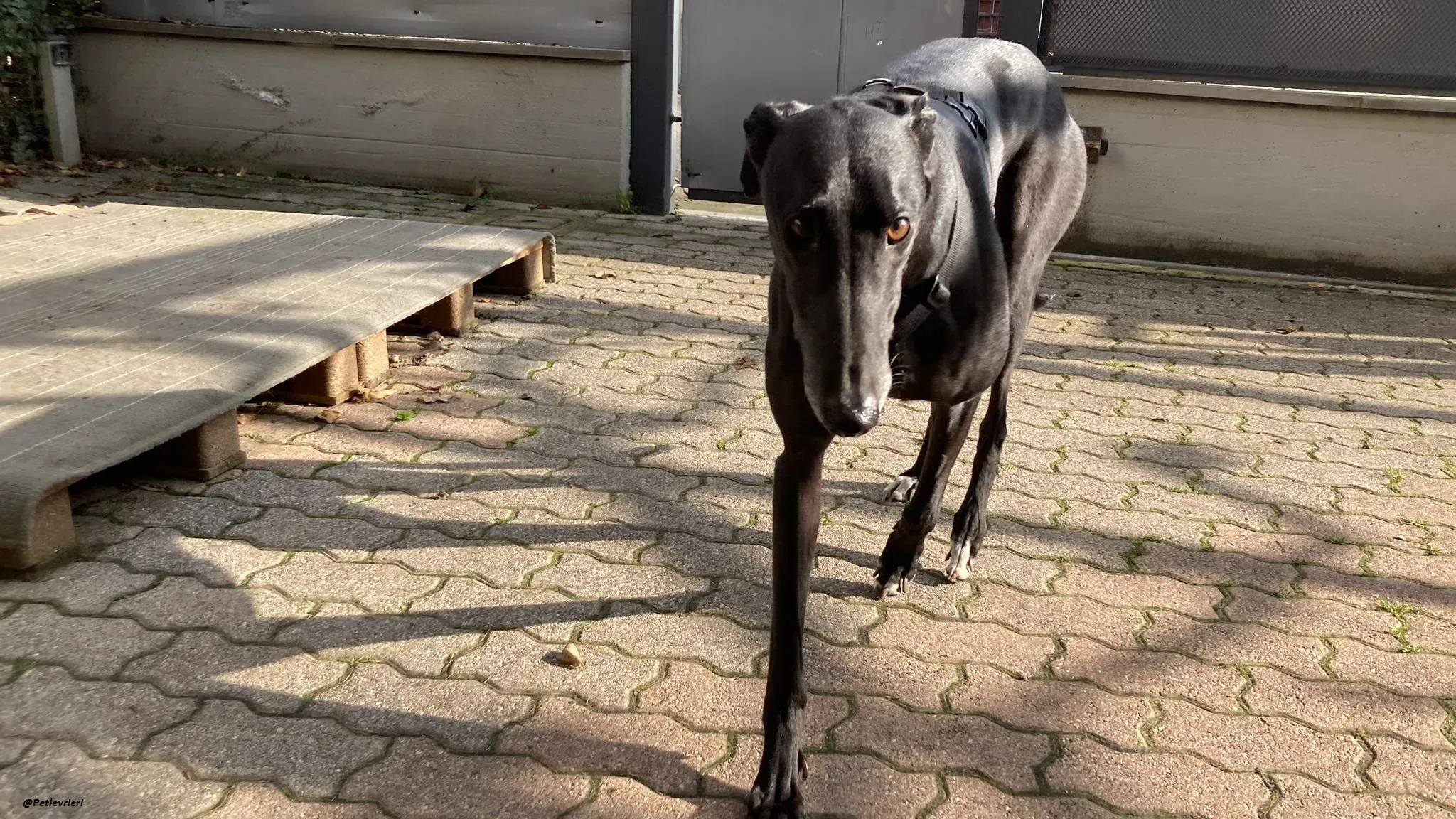 Fluke greyhound blackdog adozionelevrieri pet Foster 15