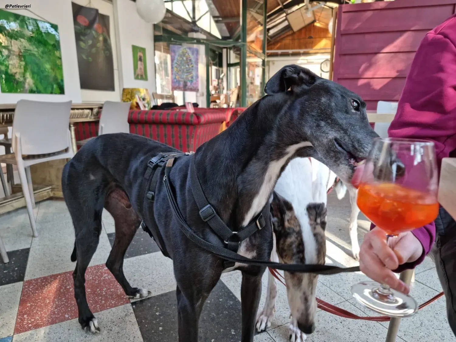 Fluke greyhound blackdog adozionelevrieri pet Foster 2