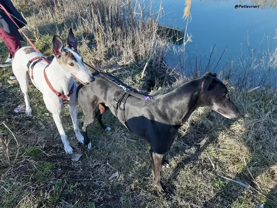Fluke greyhound blackdog adozionelevrieri pet Foster 4