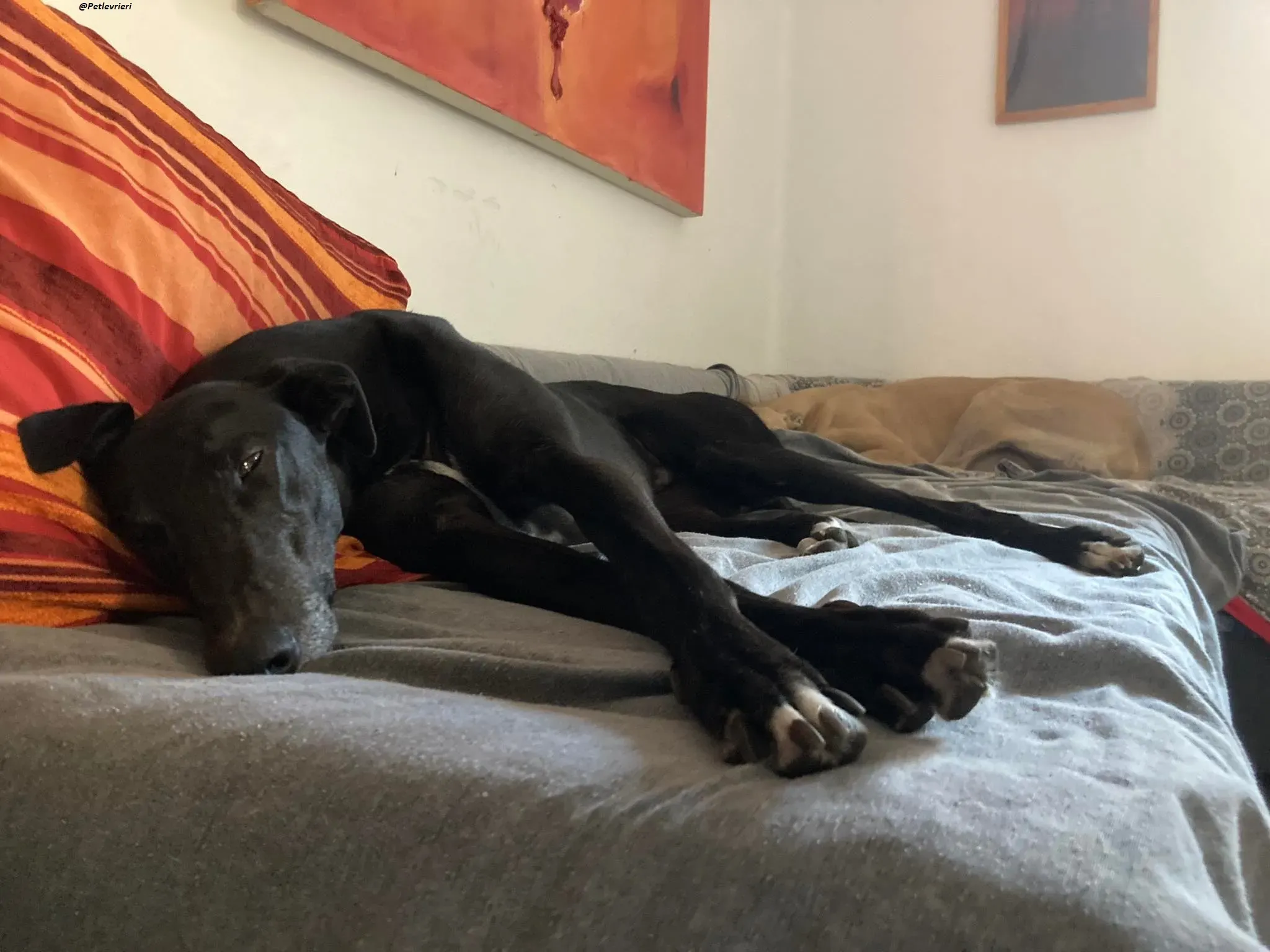 Fluke greyhound blackdog adozionelevrieri pet Foster 8