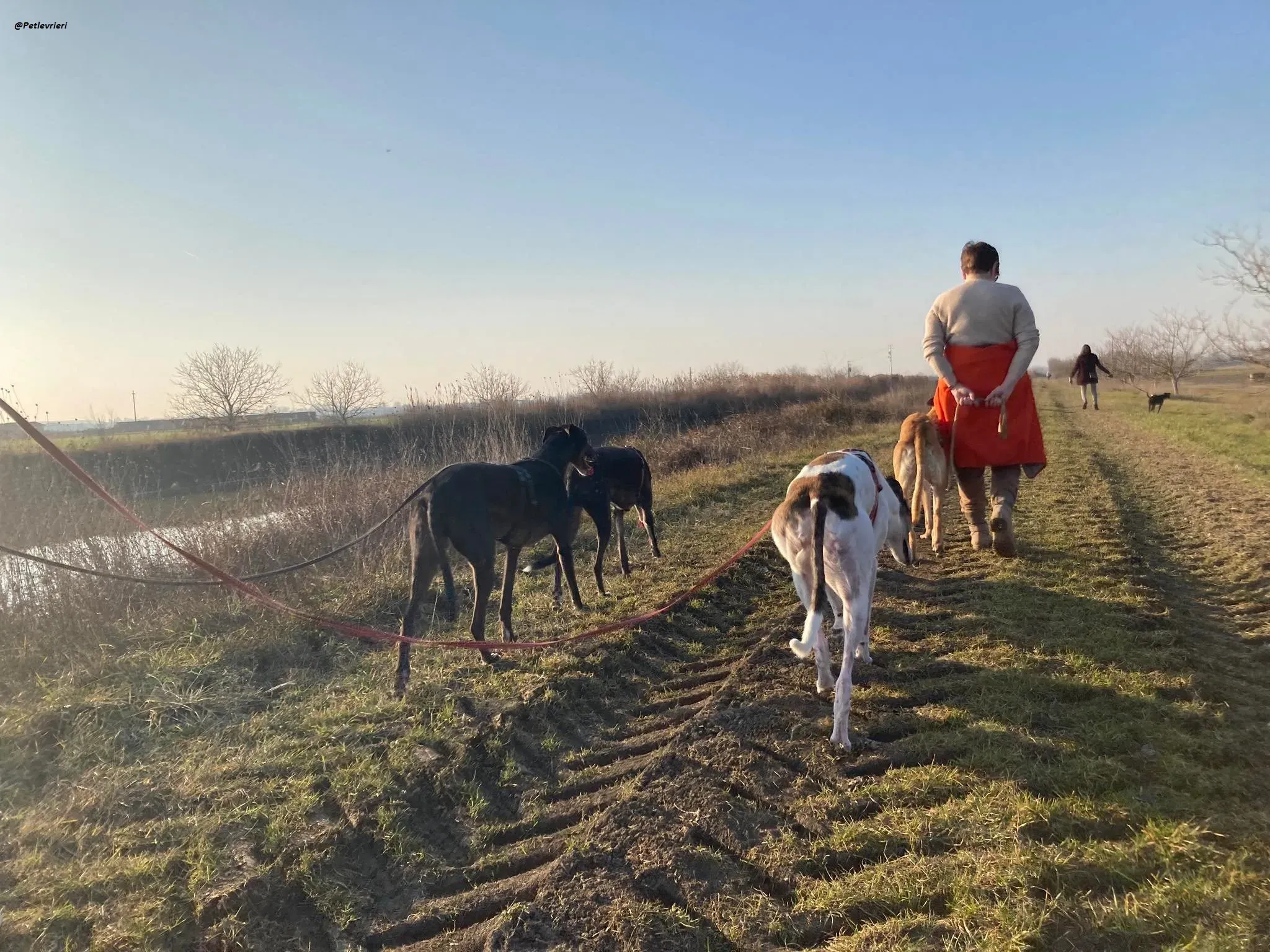 Fluke greyhound blackdog adozionelevrieri pet Foster 9