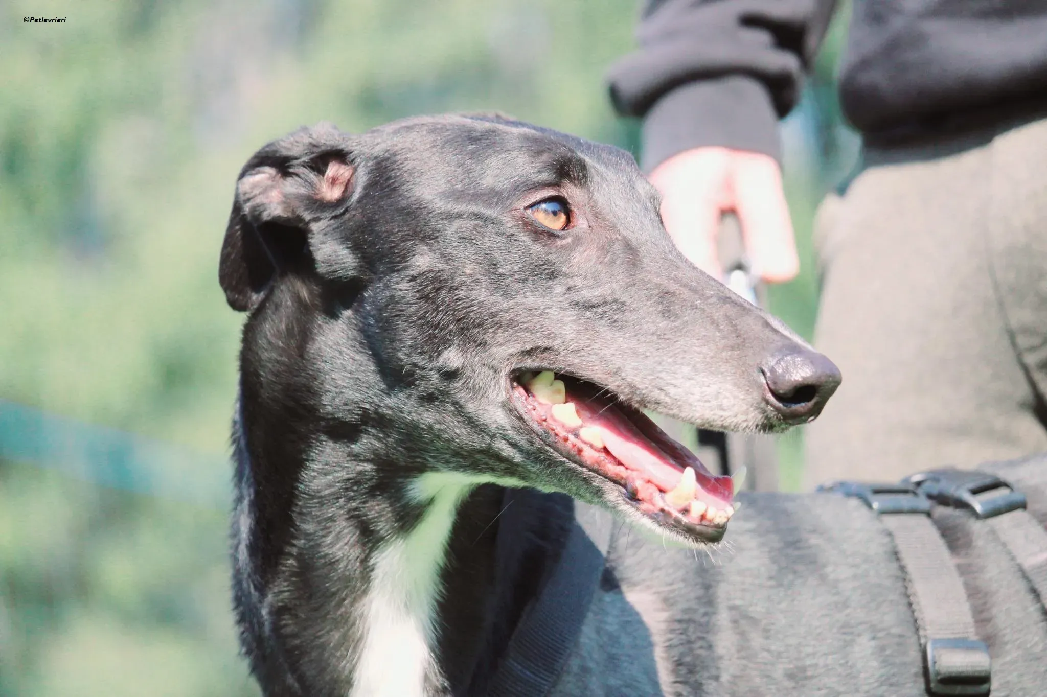 Fluke pet levriero adozione greyhound foster v 1