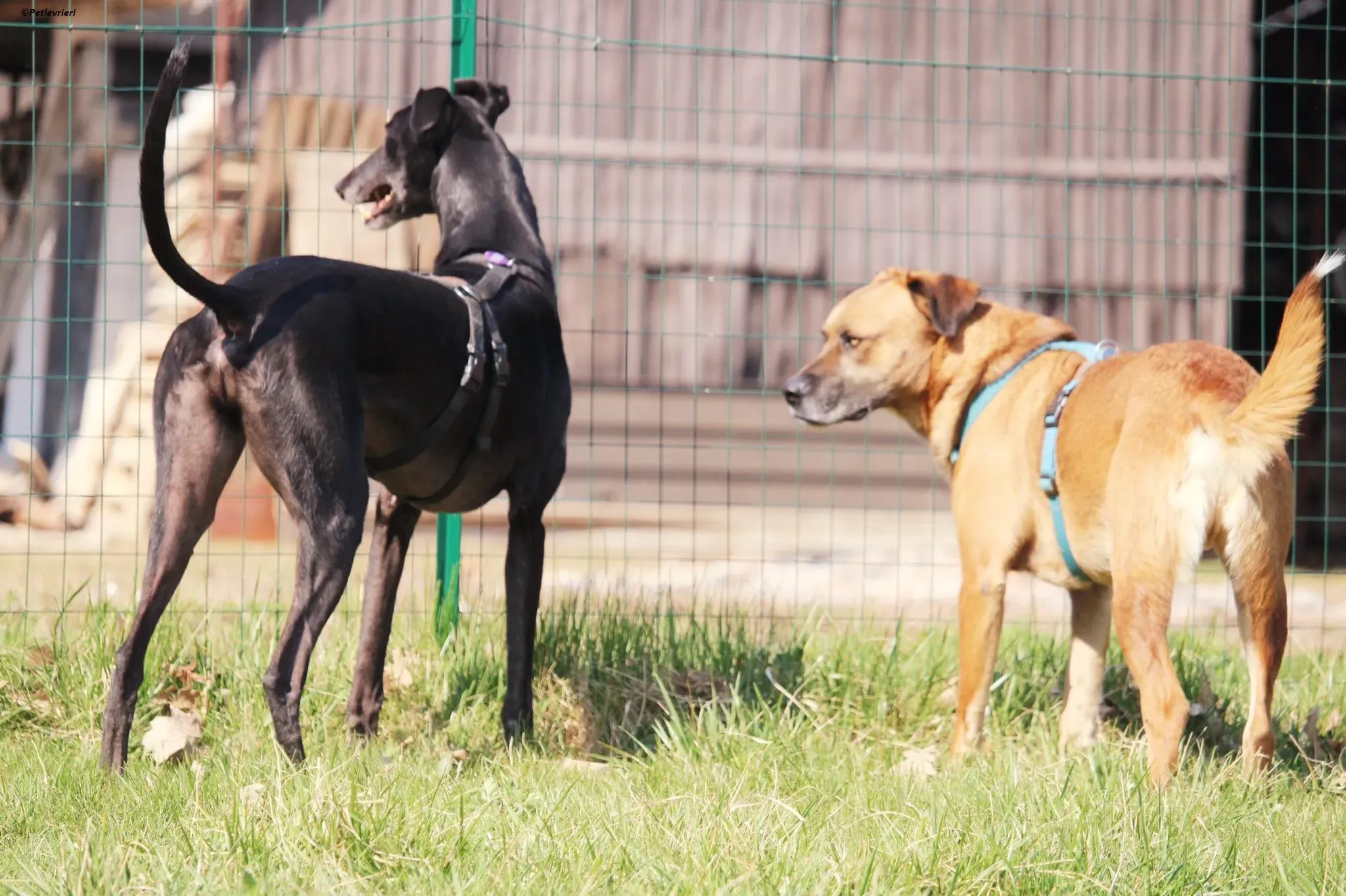 Fluke pet levriero adozione greyhound foster v 2