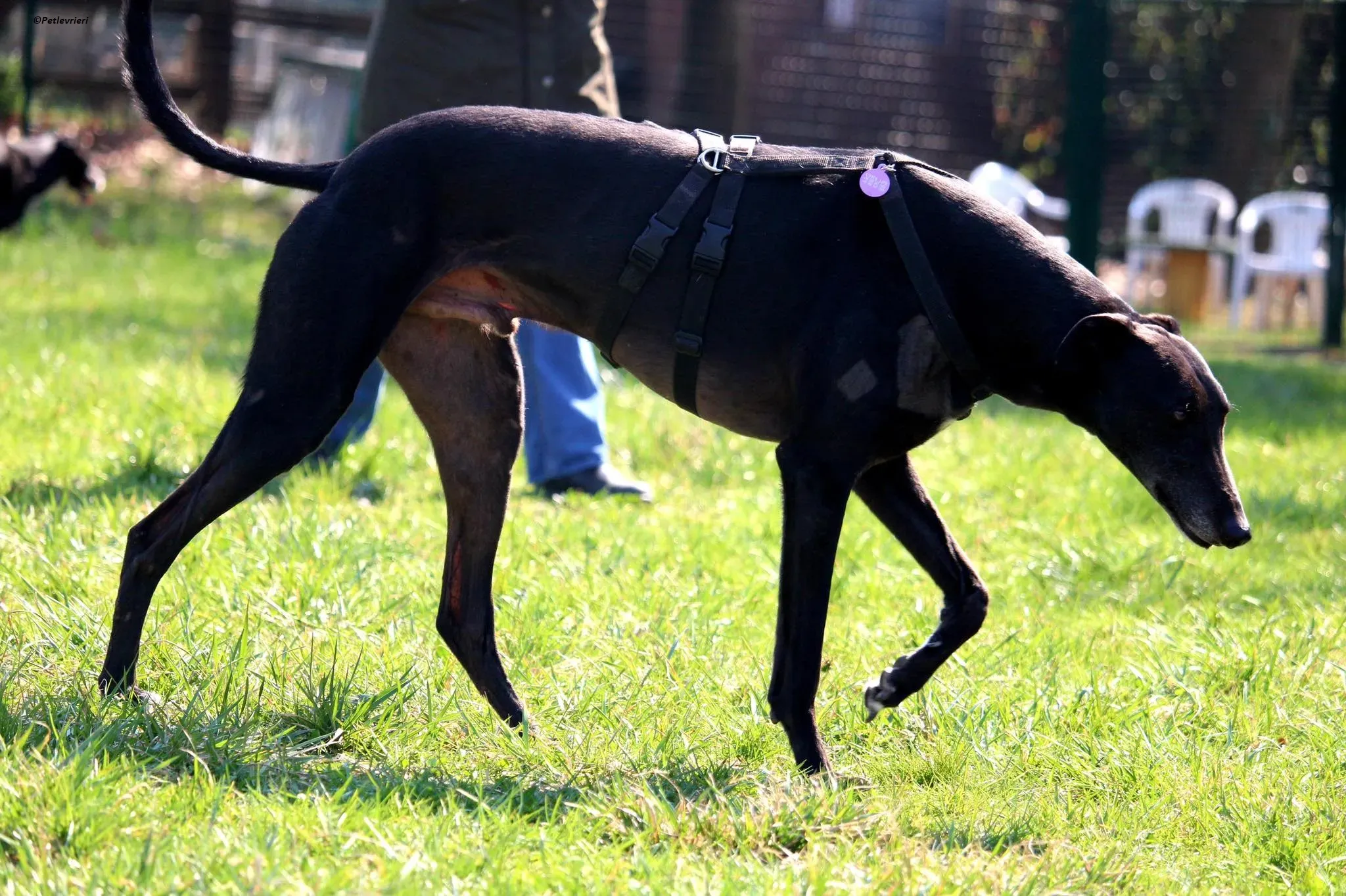 Fluke pet levriero adozione greyhound foster v 3