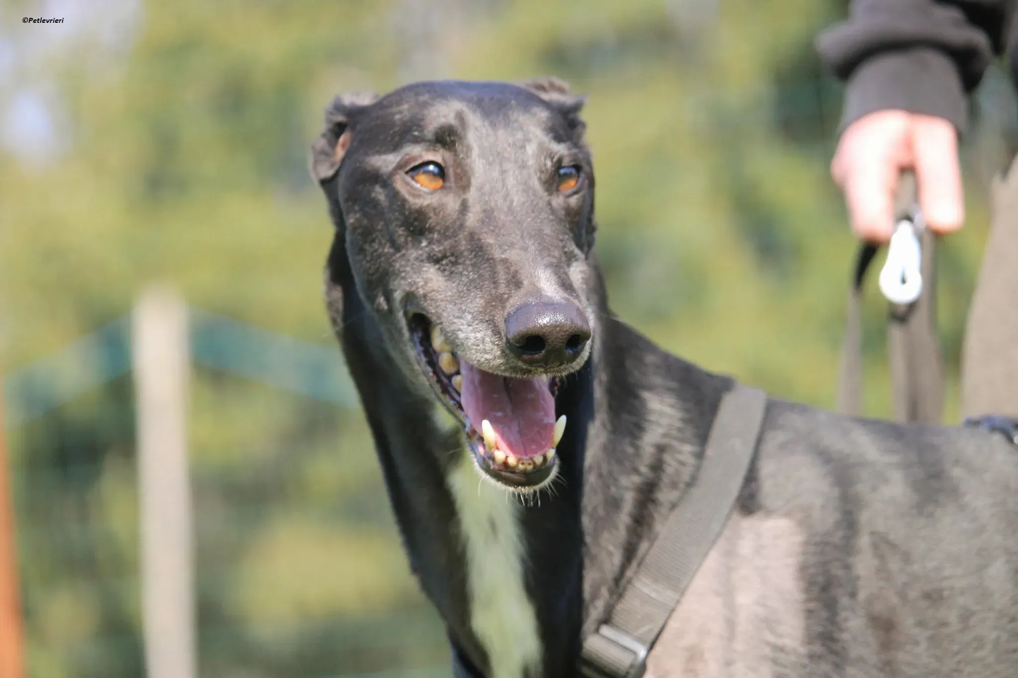 Fluke pet levriero adozione greyhound foster v 4