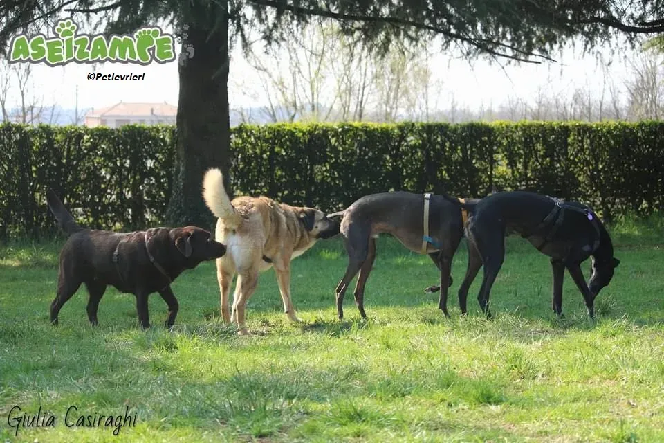 Fluke pet levriero adozione greyhound foster v 5