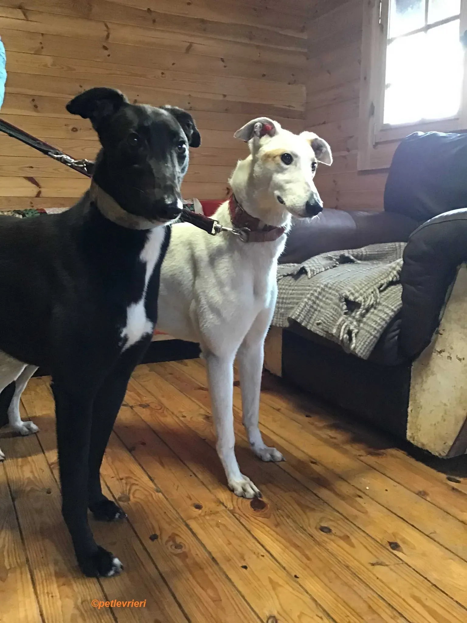 Fonda adozione levrieri greyhound 10