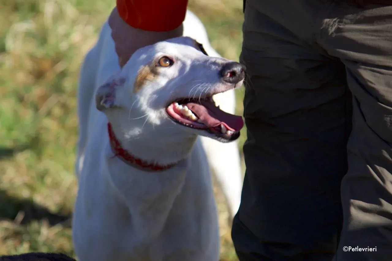 Fonda adozione levrieri greyhound 2