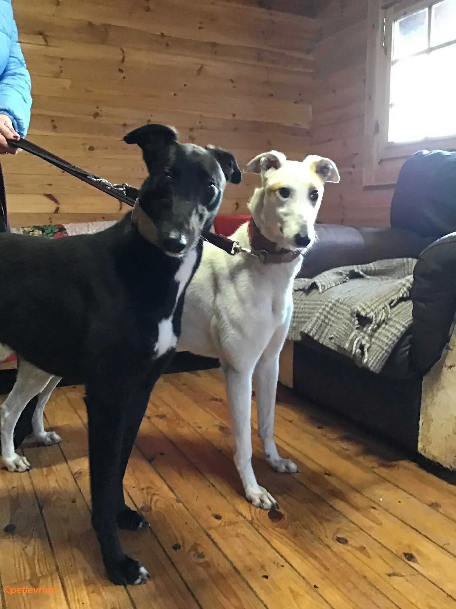 Fonda adozione levrieri greyhound 5 1