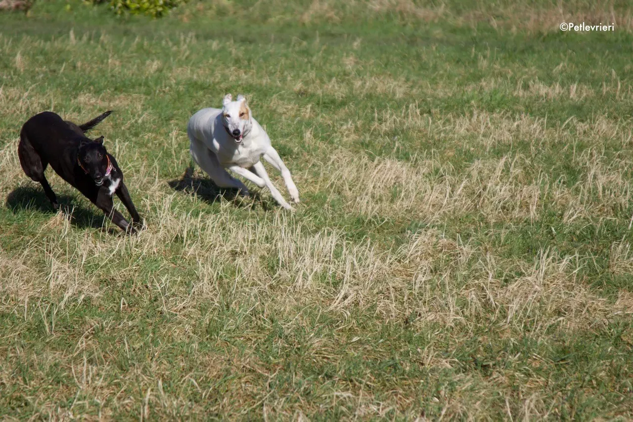 Fonda adozione levrieri greyhound 5