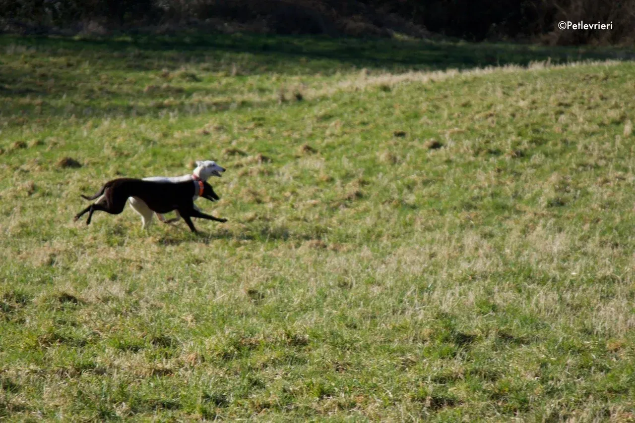 Fonda adozione levrieri greyhound 6