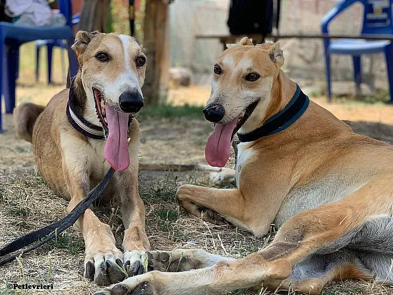 Freddy Rojo adozione levrieri galgo 01