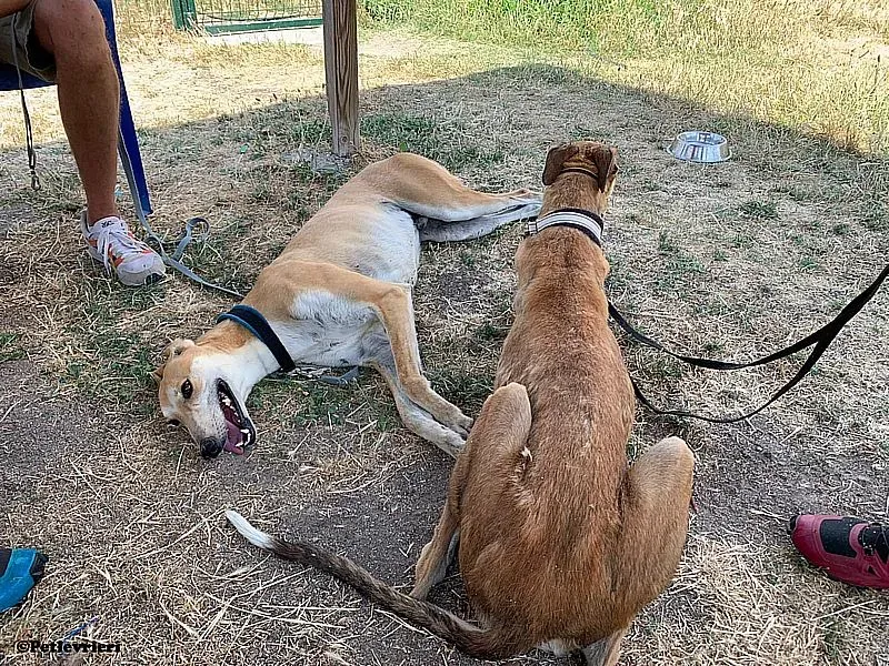 Freddy Rojo adozione levrieri galgo 02