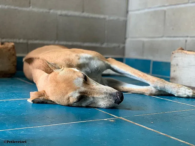 Freddy adozione levrieri galgo 01